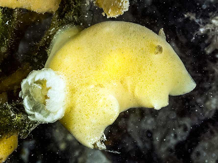 Jorunna tomentosa